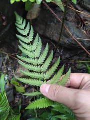 Woodwardia japonica