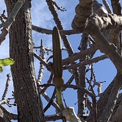 Pseudobombax longiflorum