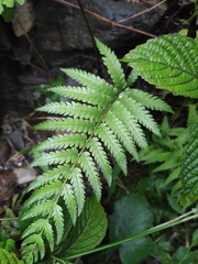 Woodwardia japonica