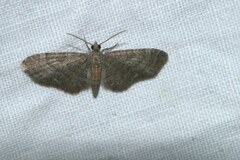 Eupithecia haworthiata
