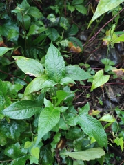 Persicaria thunbergii