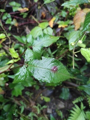 Persicaria thunbergii