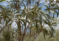 Acacia longispicata
