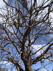 Pseudobombax longiflorum
