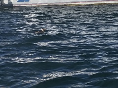 Rollandia microptera