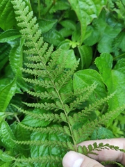 Microlepia pseudostrigosa