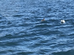 Rollandia microptera