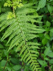 Microlepia pseudostrigosa