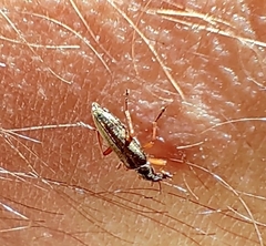 Stenostoma rostratum