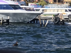 Rollandia microptera