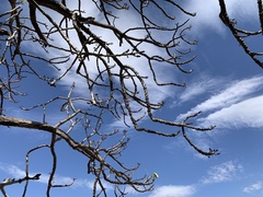 Pseudobombax longiflorum