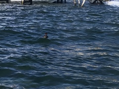 Rollandia microptera