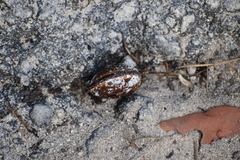 Macropsychanthus comosus