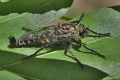 Machimus cyanopus