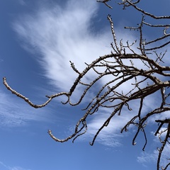 Pseudobombax longiflorum