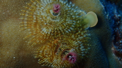 Spirobranchus corniculatus