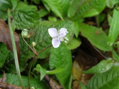 Murdannia loriformis