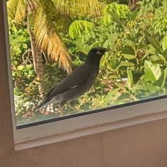 Acridotheres tristis