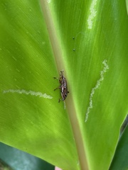 Sphenocorynes kosempoensis