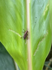 Sphenocorynes kosempoensis