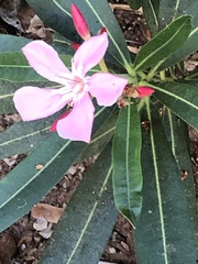Nerium oleander