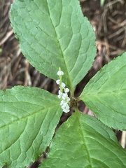 Chloranthus serratus