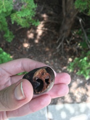 Aesculus glabra