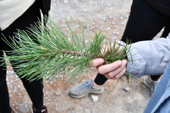 Pinus cembra