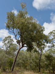 Corymbia brachycarpa