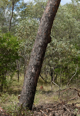 Corymbia brachycarpa