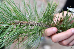Pinus cembra