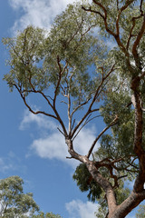 Corymbia brachycarpa