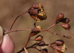 Corymbia brachycarpa