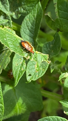 Deraeocoris ruber