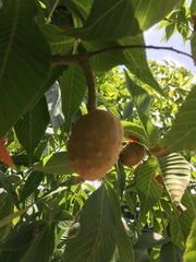 Aesculus glabra