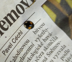 Chilocorus renipustulatus