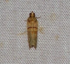 Hypargyria metalliferella