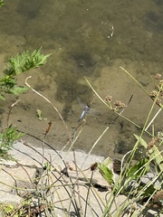 Orthetrum cancellatum