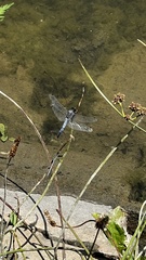Orthetrum cancellatum