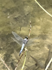 Orthetrum cancellatum