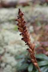 Goodyera repens
