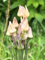Allium siculum