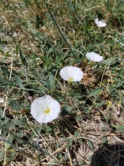 Convolvulus arvensis