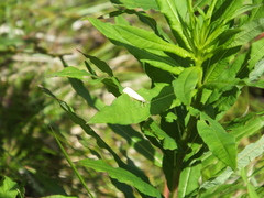 Chrysoteuchia culmella