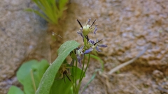 Primula pauciflora zionensis