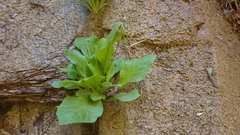 Primula pauciflora zionensis