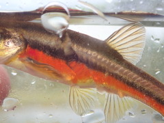Chrosomus neogaeus
