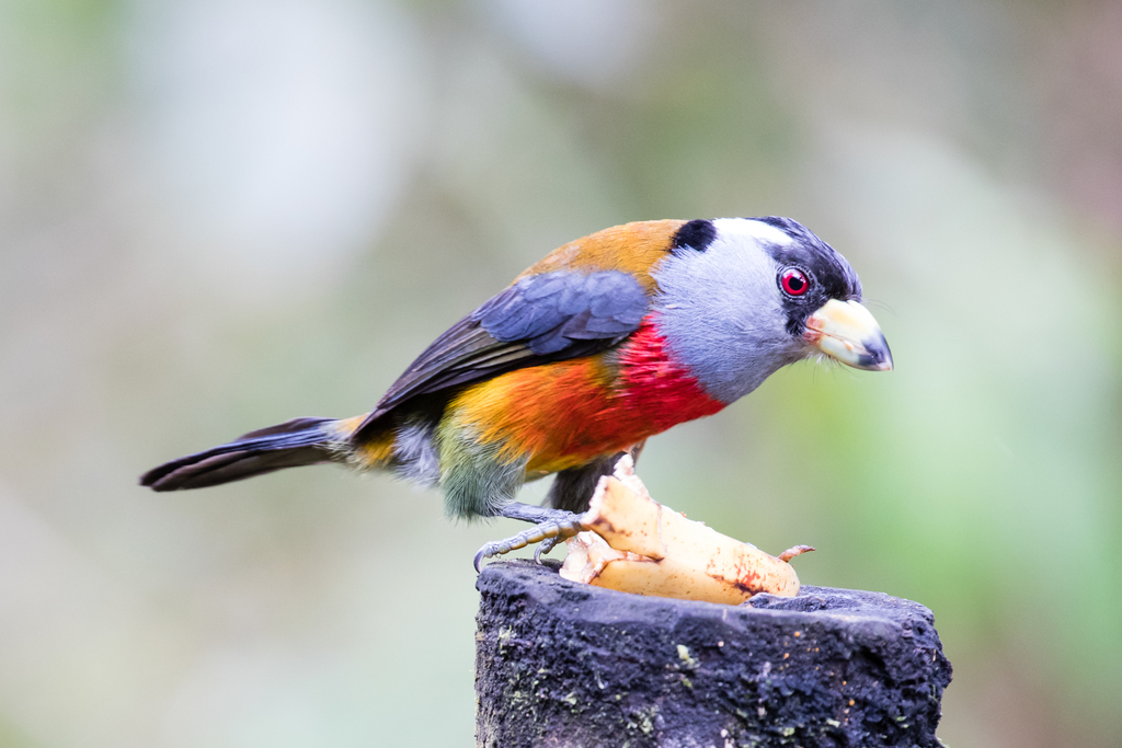 Toucan-Barbets