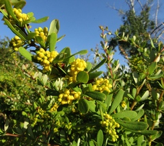 Berberis wilsoniae