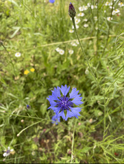 Centaurea cyanus